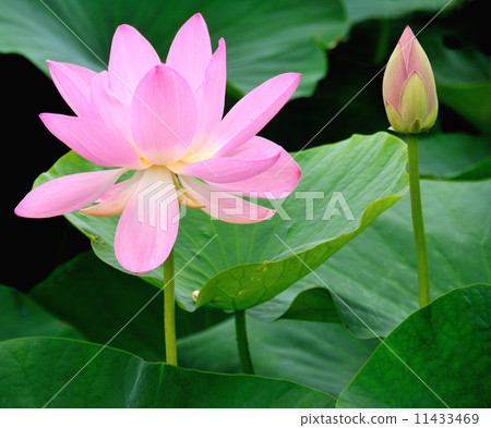 蓮花 蓮花 11433469