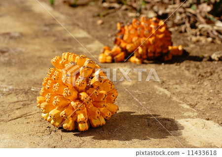 Fruit of Adan 11433618