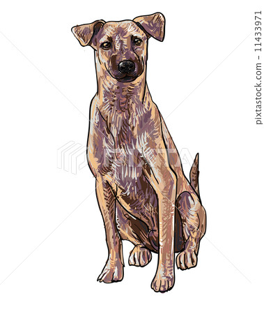 Sitting brown dog Sitting brown dog 11433971