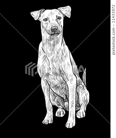 Sitting brown dog Sitting brown dog 11433972