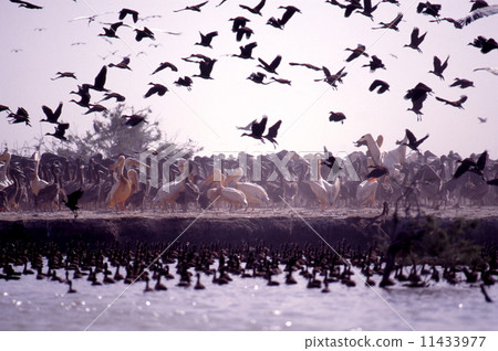 Jedge Bird National Park 11433977