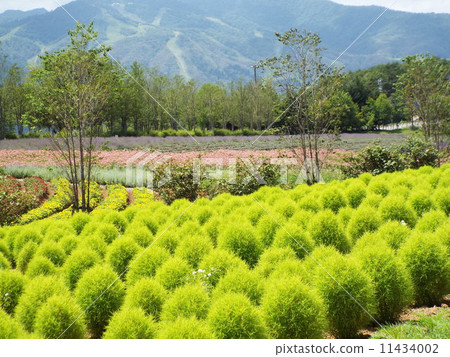 Flower garden 11434002