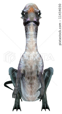 Ishibo dinosaur Pakkefaro Saaurus ☆ Pachycephalosaurus 11434030