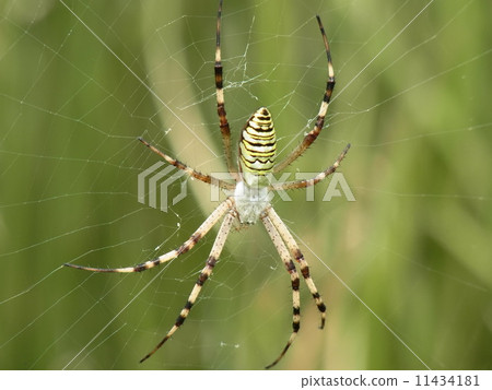 Argiope spider 11434181