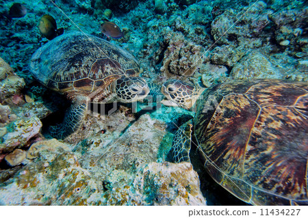 Sea turtle Sea turtle 11434227