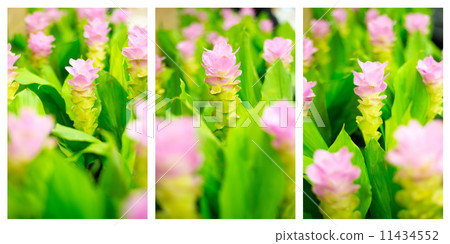 Field of pink siam tulip flowers in garden 11434552