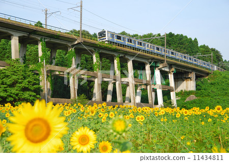 火車和向日葵領域 11434811