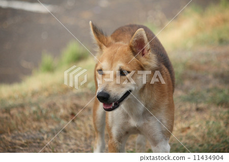 dog looking 11434904