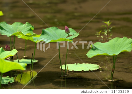 蓮花1 11435339