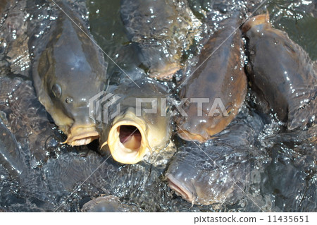 給我一口！ 11435651