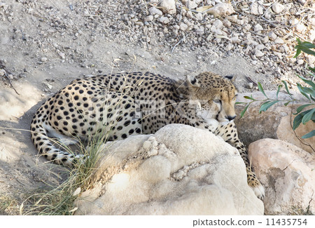 cheetah in the wild africa cheetah in the wild africa 11435754