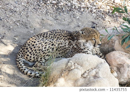 cheetah in the wild africa 11435755