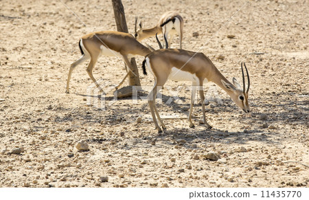 Young antelope on desert background 11435770