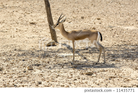 Young antelope on desert background 11435771