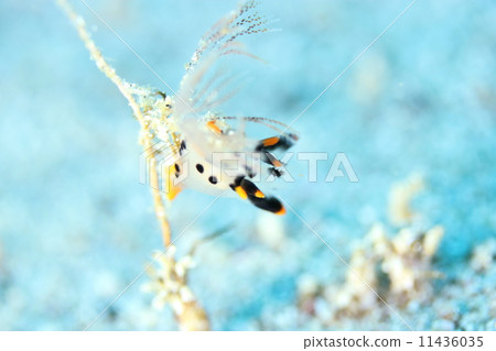 Tsunzo yumi 11436035