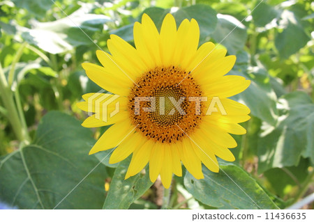 One sunflower 11436635