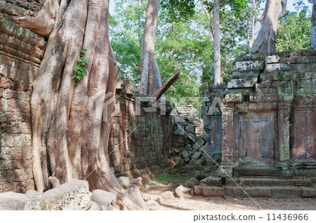 Ta Prohm Temple. Angkor. Cambodia Ta Prohm Temple. Angkor. Cambodia 11436966