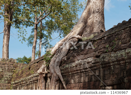 Ta Prohm Temple. Angkor. Cambodia Ta Prohm Temple. Angkor. Cambodia 11436967