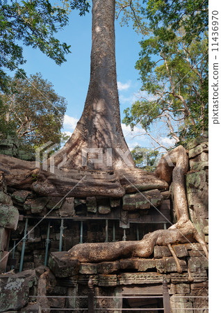 Ta Prohm Temple. Angkor. Cambodia 11436970