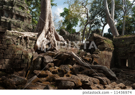 Ta Prohm Temple. Angkor. Cambodia Ta Prohm Temple. Angkor. Cambodia 11436974