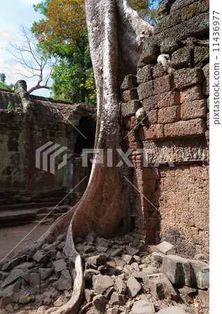 Ta Prohm Temple. Angkor. Cambodia Ta Prohm Temple. Angkor. Cambodia 11436977