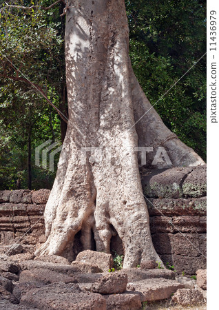 Ta Prohm Temple. Angkor. Cambodia Ta Prohm Temple. Angkor. Cambodia 11436979