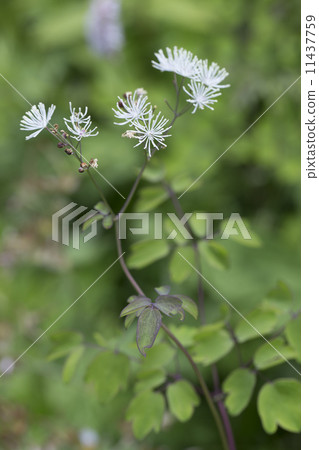 Larchaceous Larchaceous 11437759