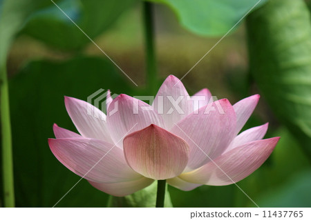 一朵蓮花 11437765