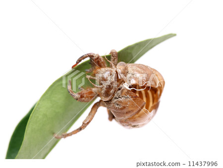Cicadian sheath Cicadian sheath 11437996