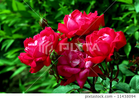 Roses 11438094