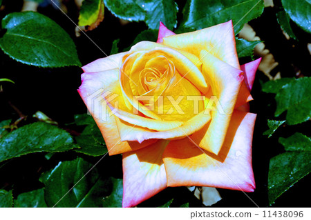 Roses Roses 11438096