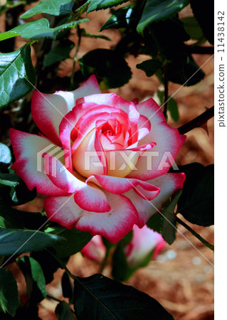 Roses Roses 11438142