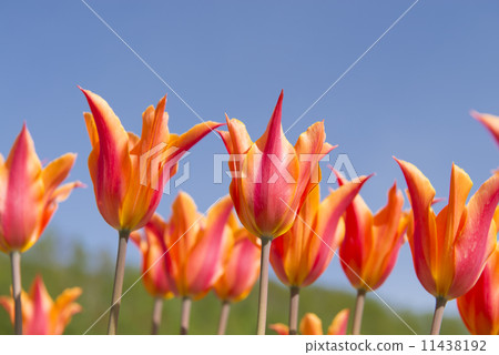 鬱金香(空袋) 鬱金香(空袋) 11438192