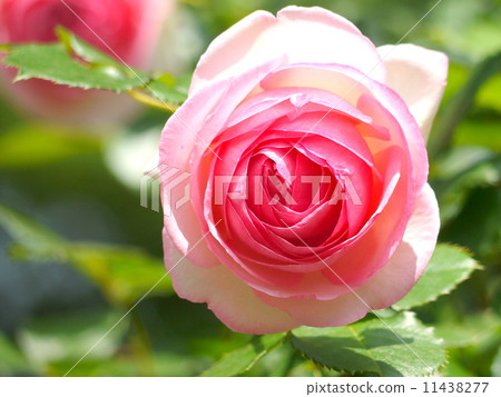 玫瑰：Pierre de Roncer 11438277