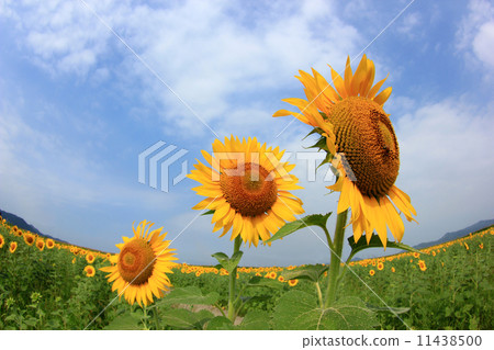 Sunflower 5 11438500