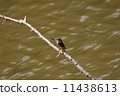 Kingfisher 11438613