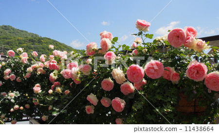 盛開的玫瑰Pierre de Ronzar 11438664