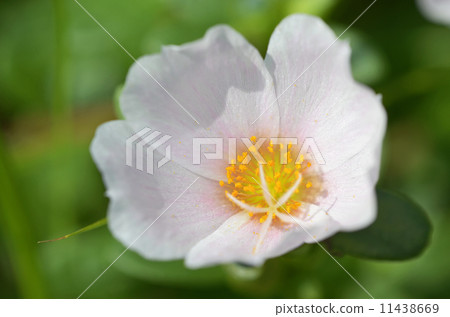 Porchula (flower sliding hui) Porchula (flower sliding hui) 11438669