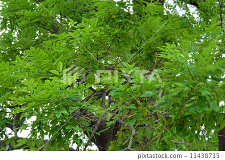 樹·酶家庭 樹·酶家庭 11438735