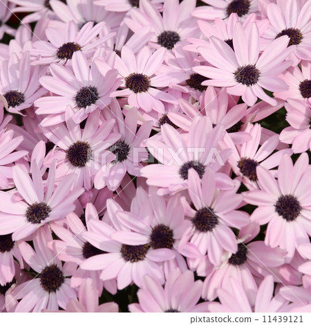 Cineraria Cineraria 11439121