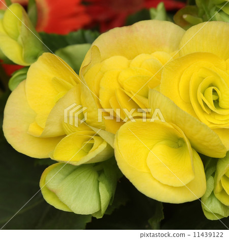 Regus Begonia Regus Begonia 11439122