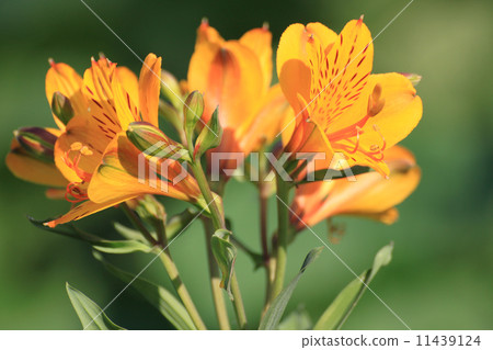 Alstroemeria Alstroemeria 11439124