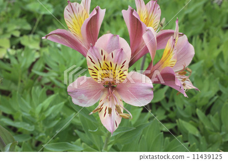 Alstroemeria Alstroemeria 11439125