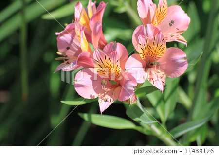 Alstroemeria Alstroemeria 11439126