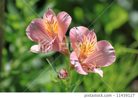 Alstroemeria Alstroemeria 11439127
