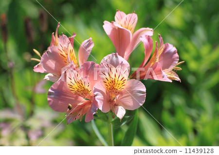 Alstroemeria Alstroemeria 11439128