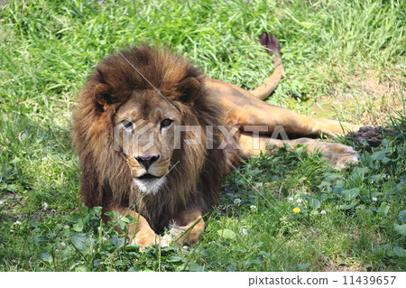 lion 11439657