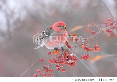 Ginzan Machico 11440262