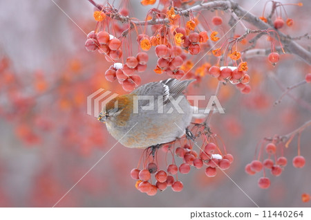 Ginzan Machico 11440264