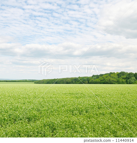 green field and blue sky with light clouds 11440914